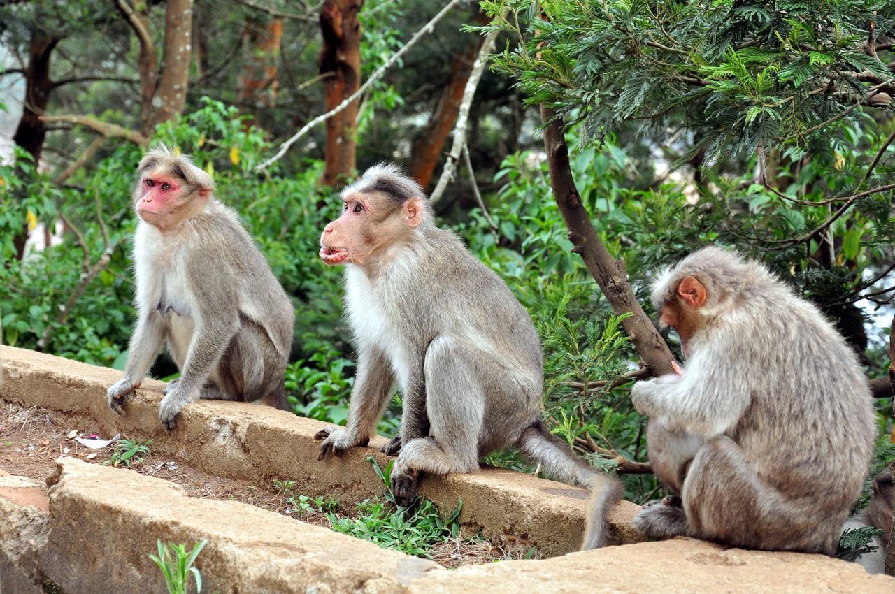 Hotel City Palace Ooty Buitenkant foto